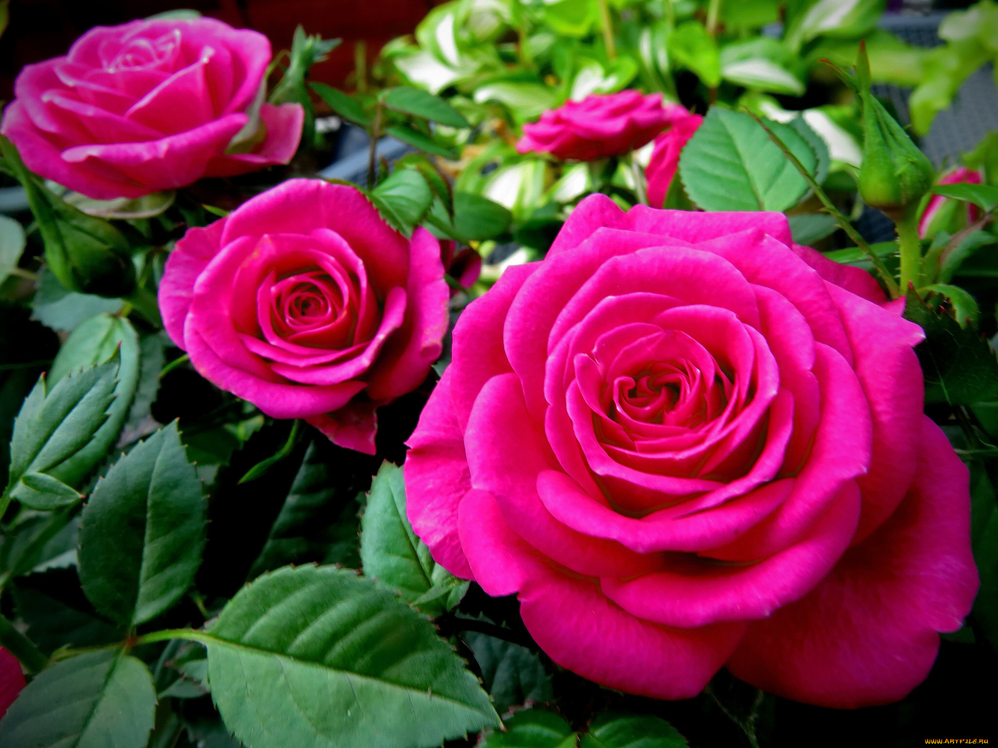Цветы розы фото. Роза чайно-гибридная Биг перпл. Роза Готча. Роза Алмаатинка. Роза Найт Сити.